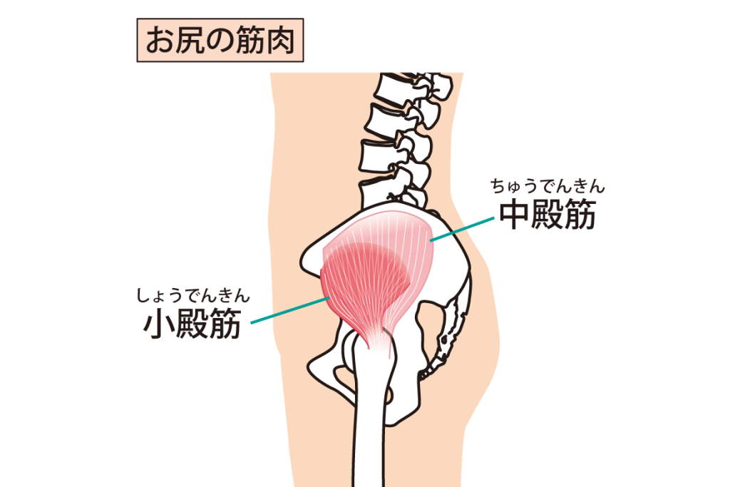 中殿筋・小殿筋